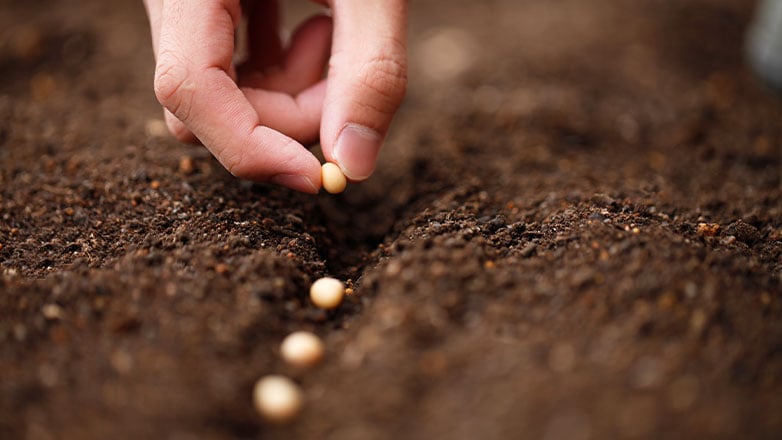 hand placing multiple seeds in dirt along a row