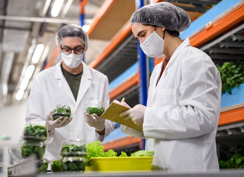 Produce checkers examine the quality of the lettuce they are preparing to send out.